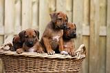 RODESIAN RIDGEBACK 220